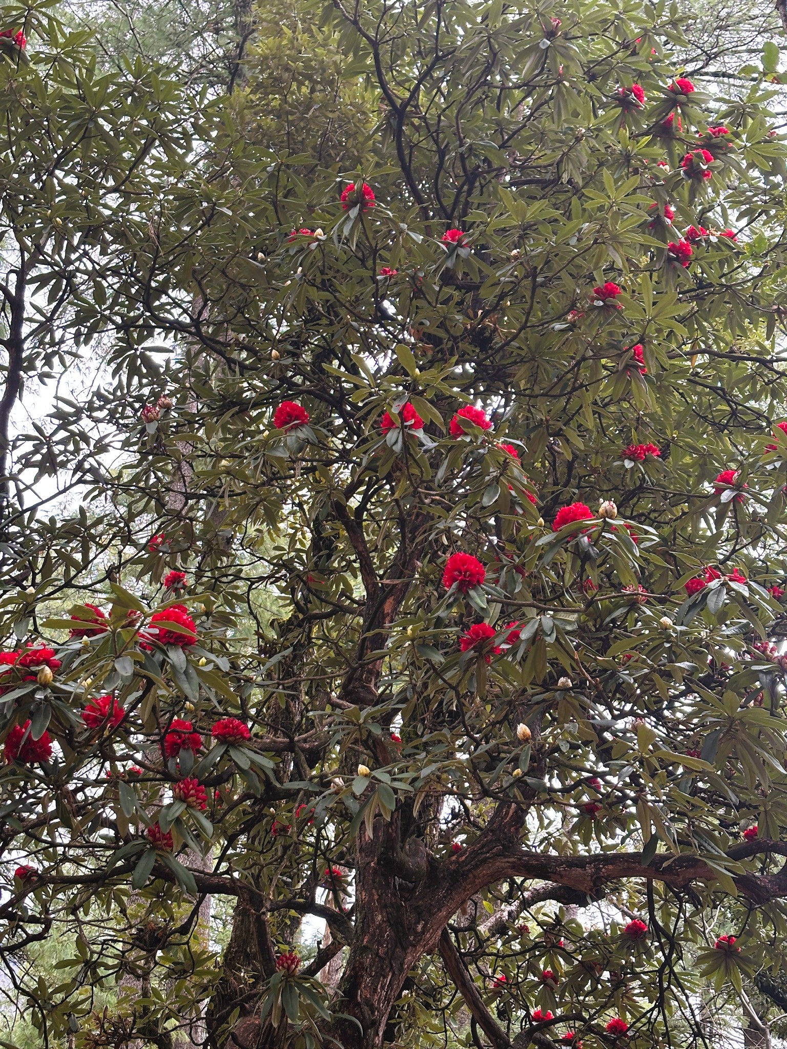 Red rhododendrons on trail