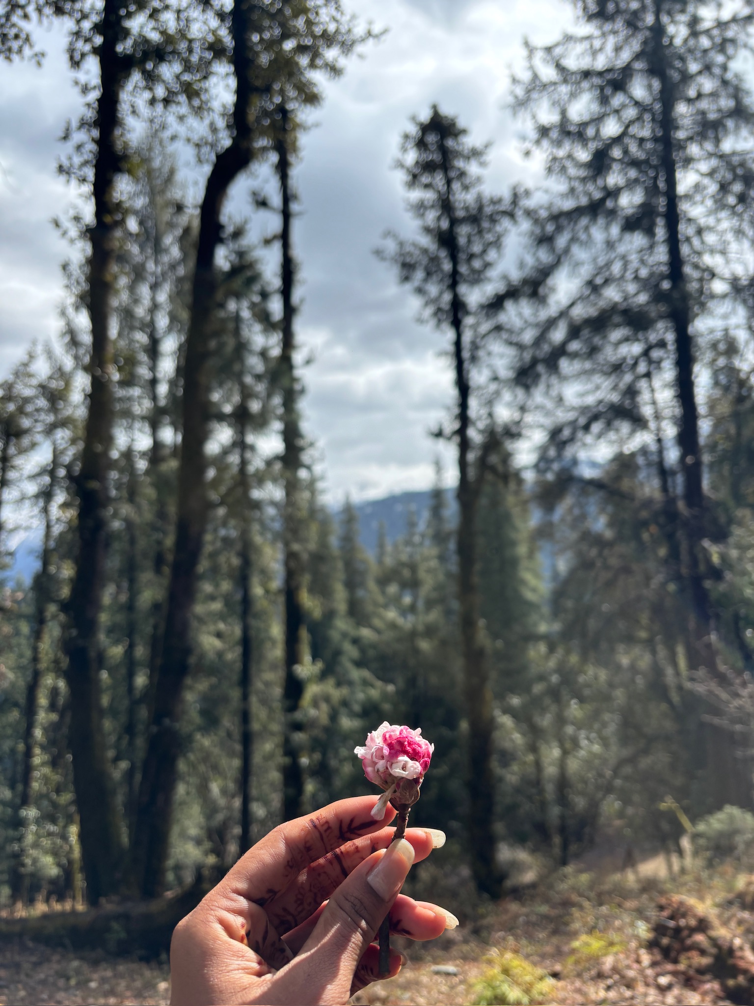 Small flower on the trail