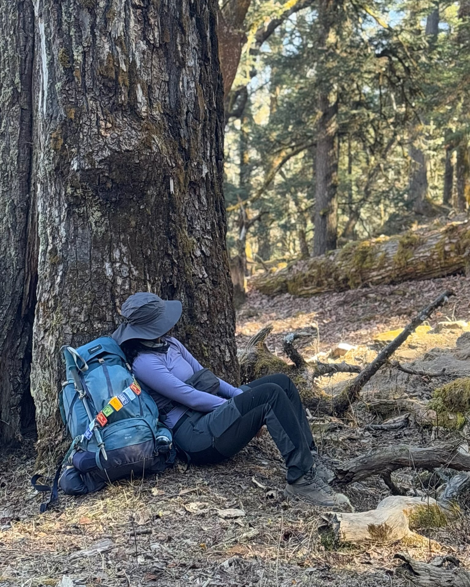 The epic pine tree on the trail